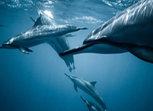 记者：曼城vs狼队裁判哈利姆未被取消英超执法资格